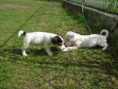 /album/fotogalerie/pupps-047-jpg/